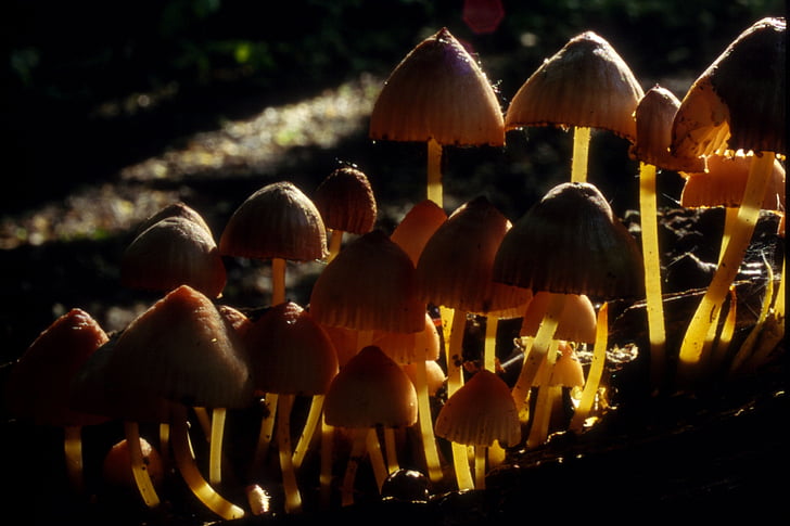 mushroom, forrest, nature, poison, darck