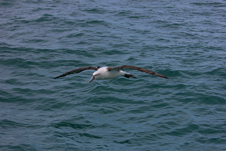 new zealand royal albatross, sea, bird, seagull, animal, nature, wildlife
