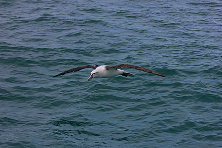 Albatros Reial de Nova Zelanda, Mar, ocell, Gavina, animal, natura, vida silvestre