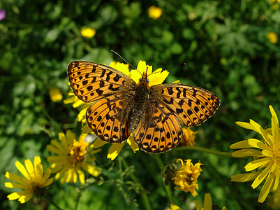 бабочка, насекомое, красочные, Крылья, Природа, Дикая природа, Цветы