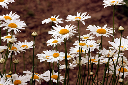 Daisy, bloem, wit, plant, natuur