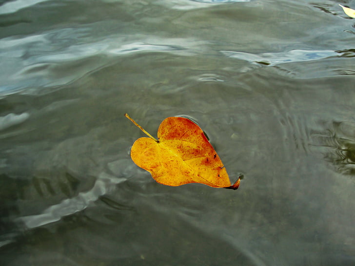 leaf, autumn, nature, sheet in water, water