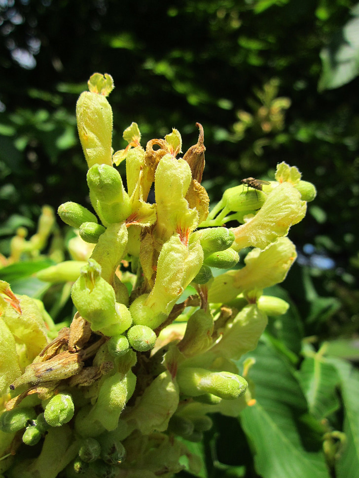 Aesculus flava, Pavier jaune, commun, sucrée pavier, arbre, flore, Inflorescence :