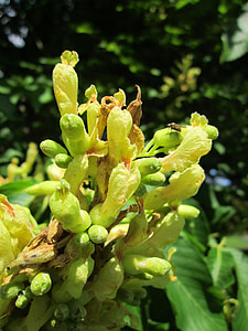 Aesculus flava, galben buckeye, comune buckeye, dulce buckeye, copac, Flora, inflorescență