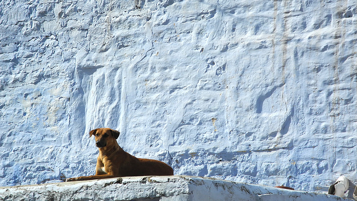 chien, Inde, impression, Jodhpur, mur, bleu