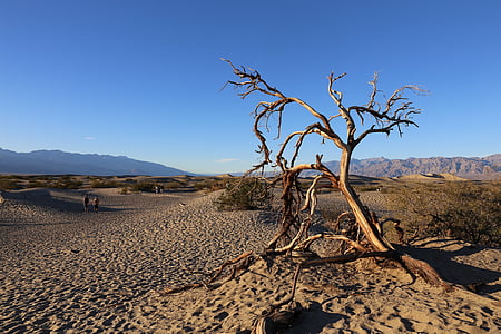 Vale da morte, Parque Nacional, sobremesa, árvore, Califórnia, deserto, clima árido