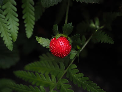 stroberi, merah, lezat, kecil, buah, infructescence, tanaman hias