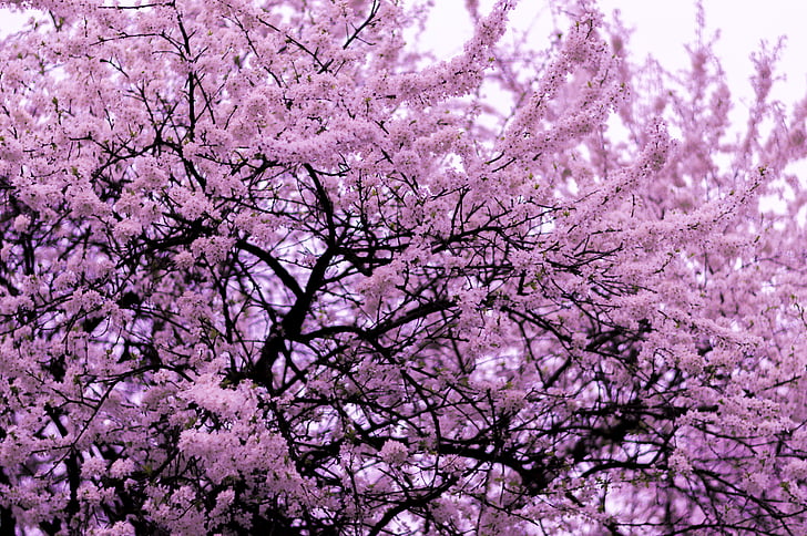 lila, cseresznye, Blossom, fa, sekély, fókusz, fotózás