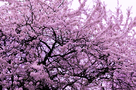 ungu, Cherry, Blossom, pohon, dangkal, fokus, fotografi