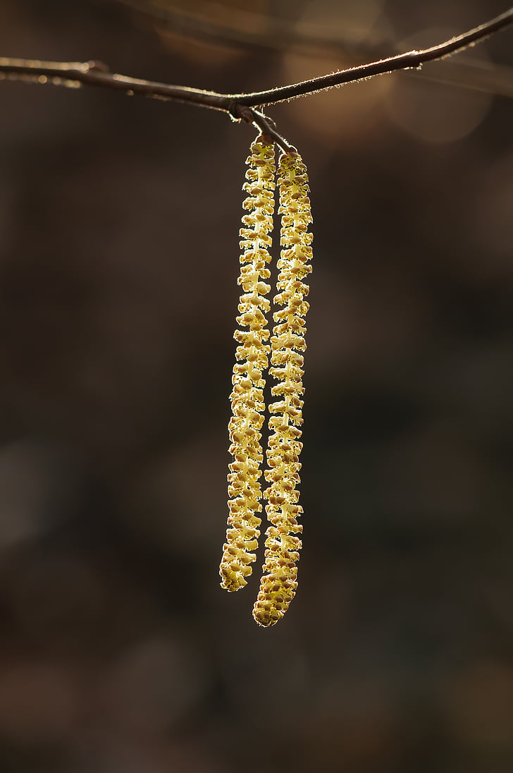bokeh, branch, close-up, flora, flower, hanging, light