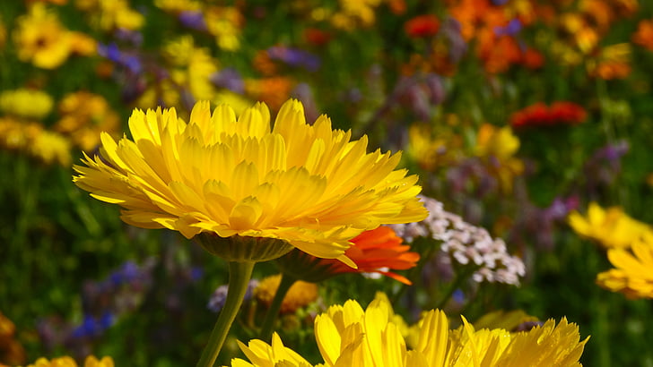 Calêndula, amarelo, flor, flor, flores, Prado flores, campo de flores