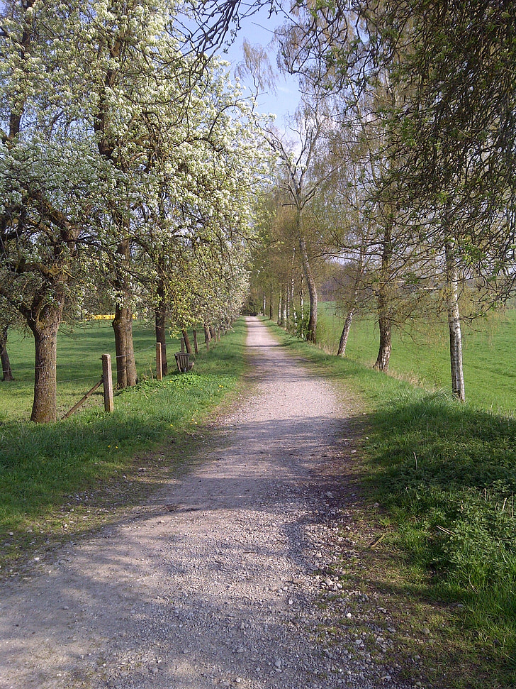kelio, pavasarį, medis, kraštovaizdžio