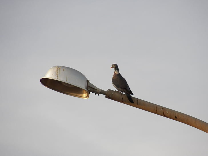 bird, streetlamp, lamp, sky, blue, street, streetlight