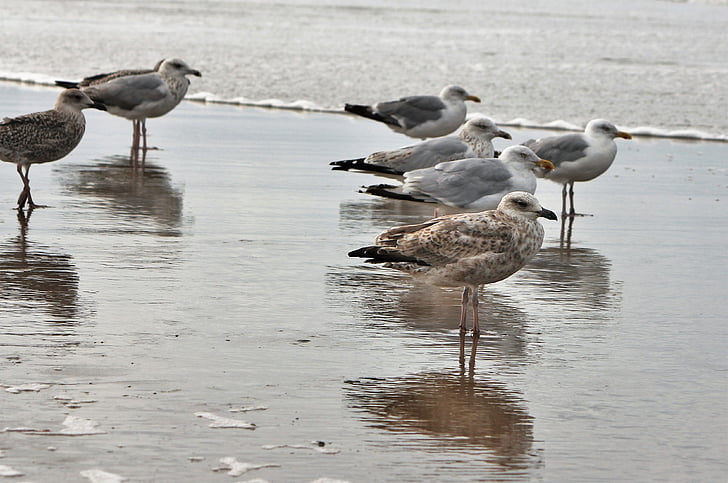 gaivotas, animal do mar, aves, praia, banco, espécies