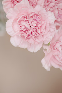 cloves, flower, pink, pink flowers, carnation pink, flowers, petals