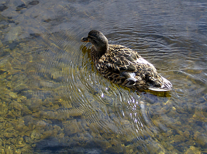 duck, nature, water, natural, duck bird, animal, lake