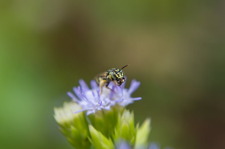 insects, flowers, dec, beautiful, nature, garden, bee