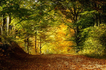 Natura, krajobraz, Kolor, Park, lasu, drzewo, jesień