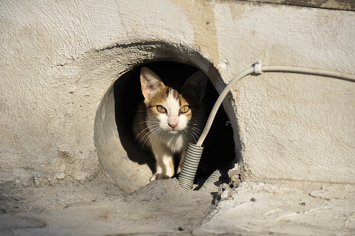 sokak kedisi, kedi Yunanistan, hayvan, kedi gözleri, hayvanlar, evde beslenen hayvan
