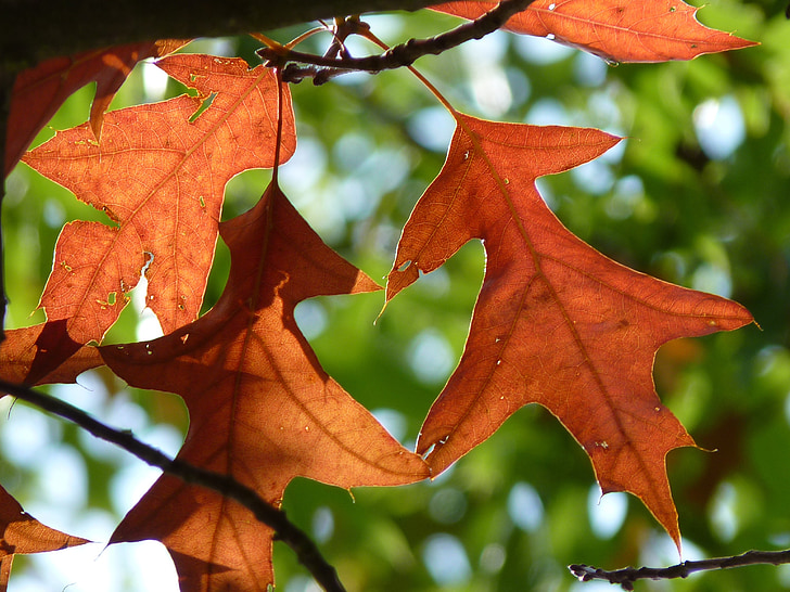 jeseni, listi, rdeči hrast, padec listje, padec barve, rdeča, narave