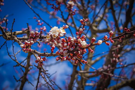 bloom, blossom, branches, flowers, nature, spring, summer