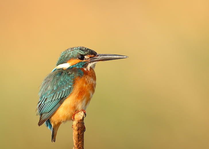 common, kingfisher, animals, birds, beautiful, gorgeous, feathers