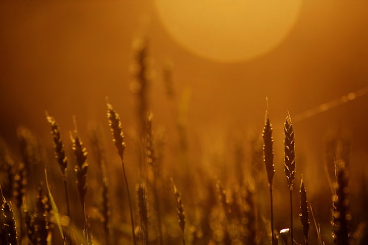 na kraju samem, sonce, pšenice, konice, kmetijstvo, Tihožitje, rastlin