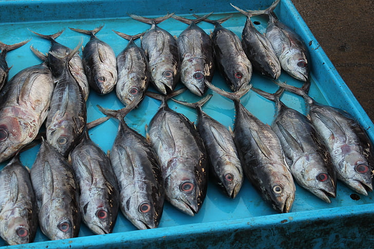 mercado de peixe, Sri lanka, atum, peixe