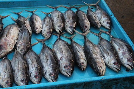 fish market, sri lanka, tuna, fish
