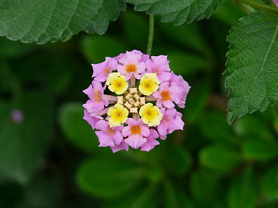 lantana, lantana camara, ornamental plant, purple, pink, yellow, flower