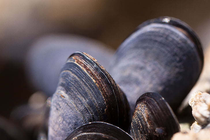 mussels, shells, mytilus, watt area, coastal region, grey, blue violet