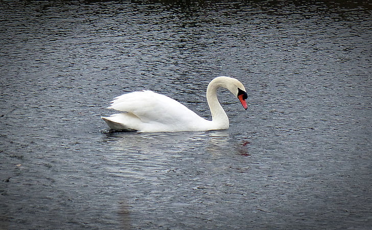swan, water bird, swans, animal, bird, nature, fauna
