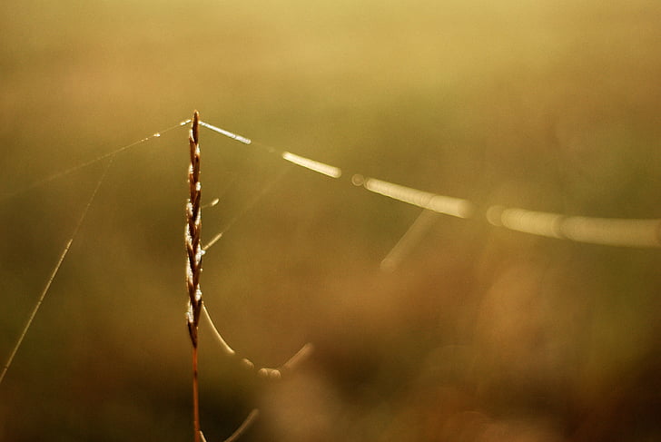 grass, network, morning, nature, plant, outdoors