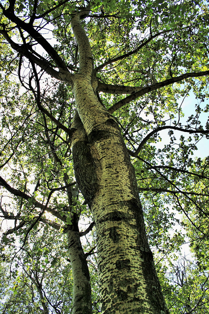 pohon birch, pohon, Birch, tinggi, daun, menguning, musim gugur