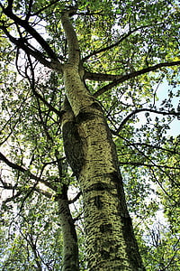birketræ, træer, Birk, høj, blade, gulfarvning, efterår