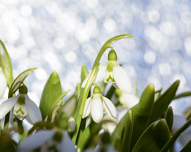 campanillas, Galanthus, primavera, hierba, naturaleza