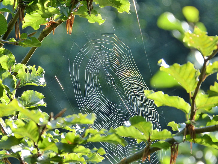 spider, cobweb, network, orb web, animal, nature