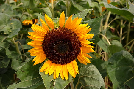 Sun flower, żółty, kwiat, kwiat, Bloom, Słonecznikowe pole, Latem