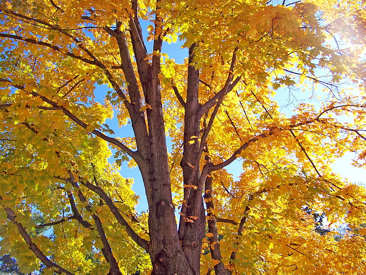 autumn, fall, maple, tree, leaves, yellow, leaf