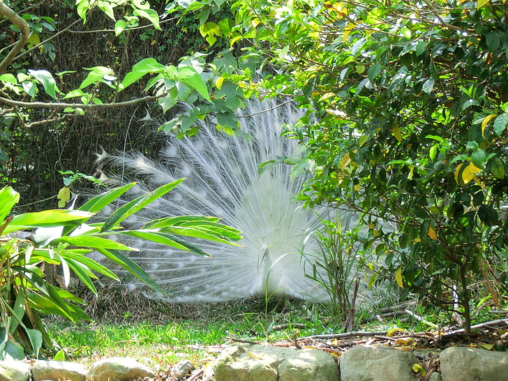 hvit peacock, frieri, kjæledyr, påfugl, natur, blad, anlegget