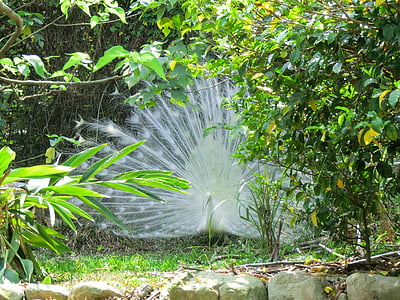 valkoinen riikinkukko, seurustelu, Pet, Peacock, Luonto, lehti, kasvi