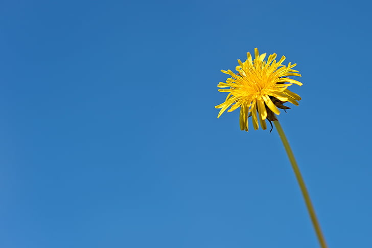 dandelion, flower, yellow, wild, flora, plant, sky