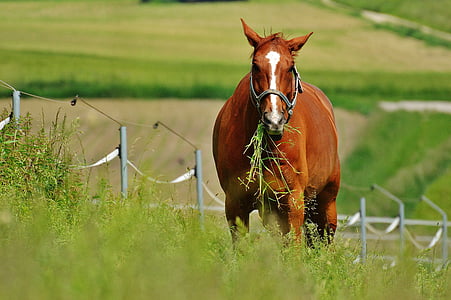 马, 耦合, 种马, 吃, 围场, 棕色, 草甸