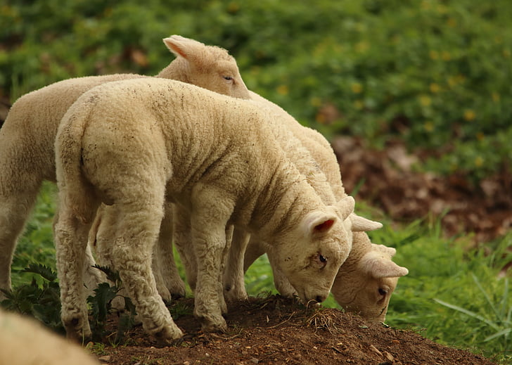 lambaliha, lambad, looma, Nunnu, schäfchen, vill, loomade maailm