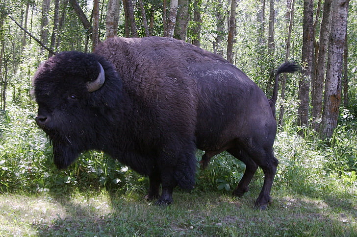 Bison, Búfalo, Canadá, do Parque Nacional Elk island