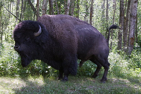 Bison, buffle, Canada, Parc national Elk island