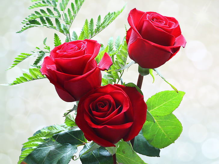 Rosas, flores, ROU, rojo, Flores en macetas, naturaleza, flor color de rosa-