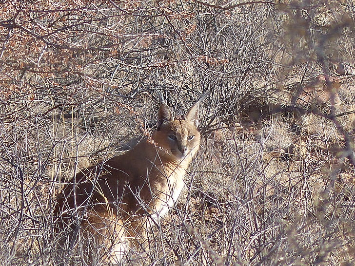 karakal, Lynx, pisica salbatica, Lynx-ca