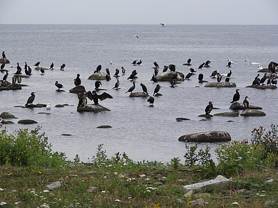 cormorant, covey, birds, water bird, sea, coast, wings