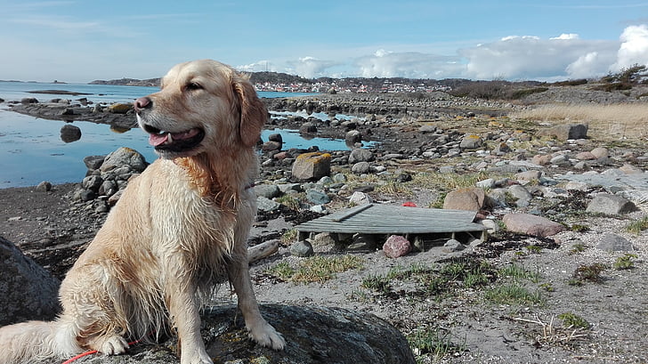 Labrador, hunden, vann, landskapet, våte, pels, kjæledyr